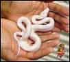 Snow Boa 2003