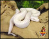 Snow Boa 2003