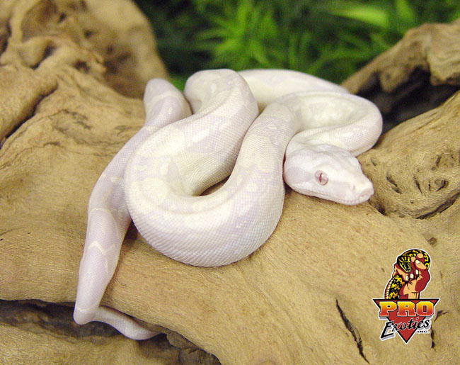 Snow Boa 2003