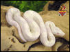 Snow Boa 2003
