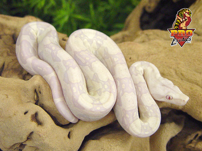 Snow Boa 2003