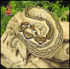 Striped Boa