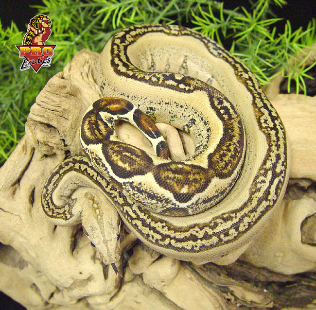 Striped Boa