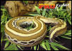 Striped Red Blood Python