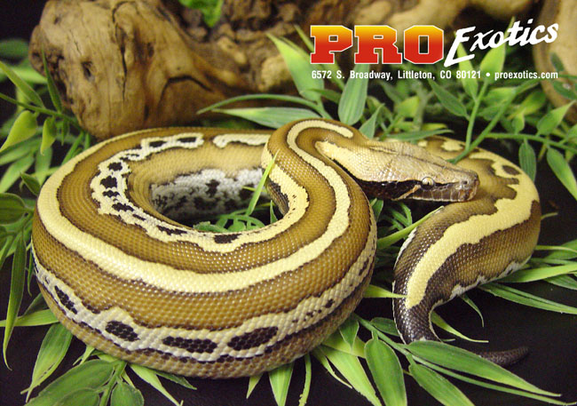 Striped Red Blood Python