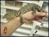 Sumatran Water Monitor
