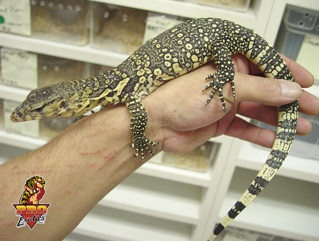 Sumatran Water Monitor