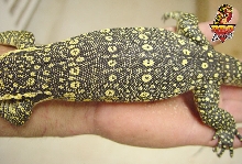 Sumatran Water Monitor