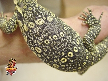 Sumatran Water Monitor