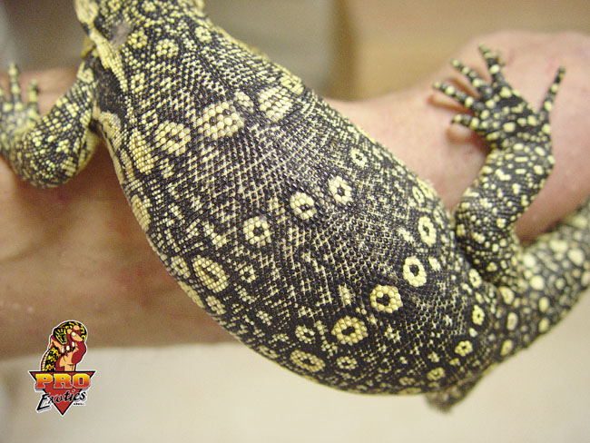Sumatran Water Monitor