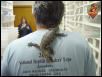 Sumatran Water Monitor
