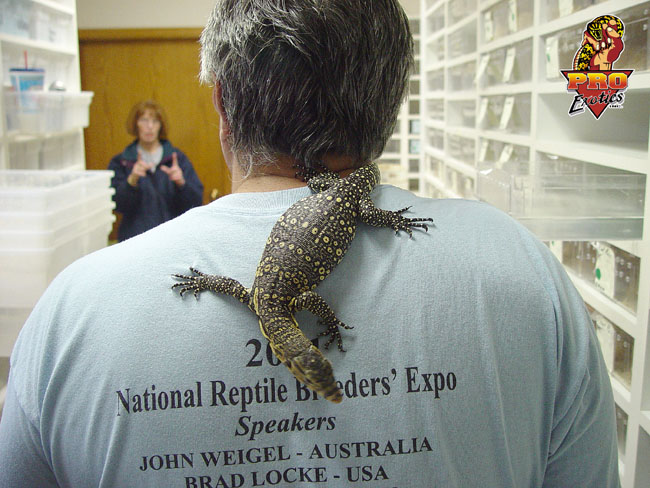Sumatran Water Monitor