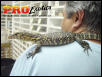 Sumatran Water Monitor
