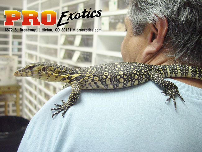 Sumatran Water Monitor