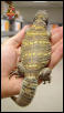 Ornate Uromastyx