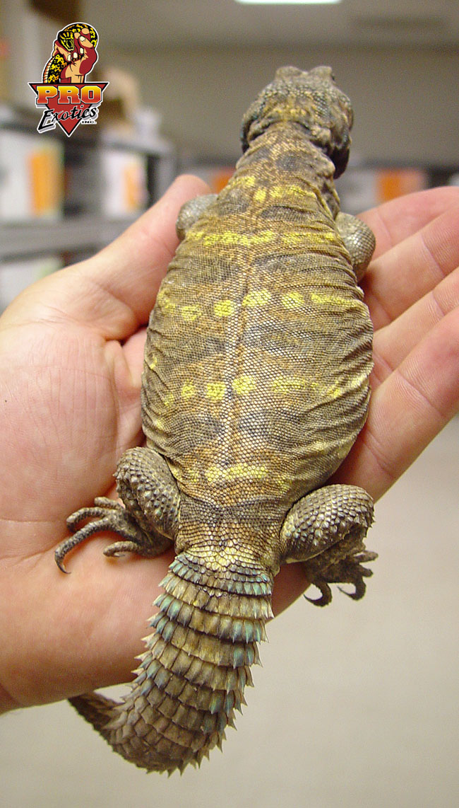 Ornate Uromastyx