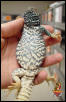 Ornate Uromastyx
