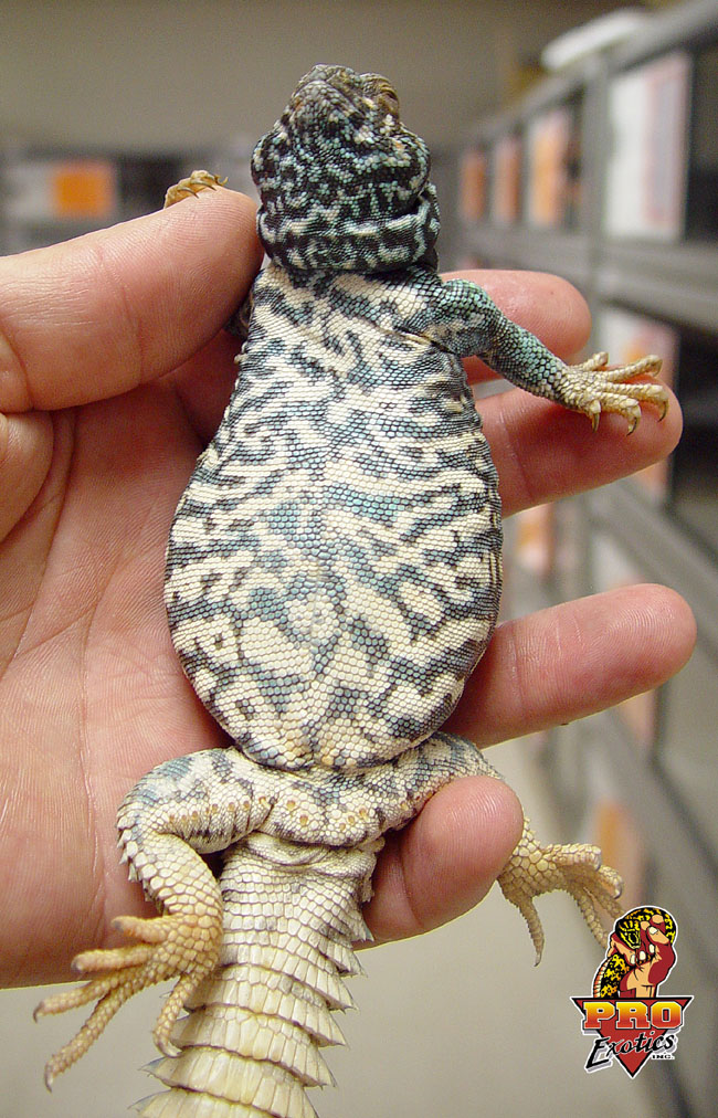 Ornate Uromastyx