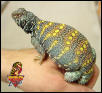 Ornate Uromastyx