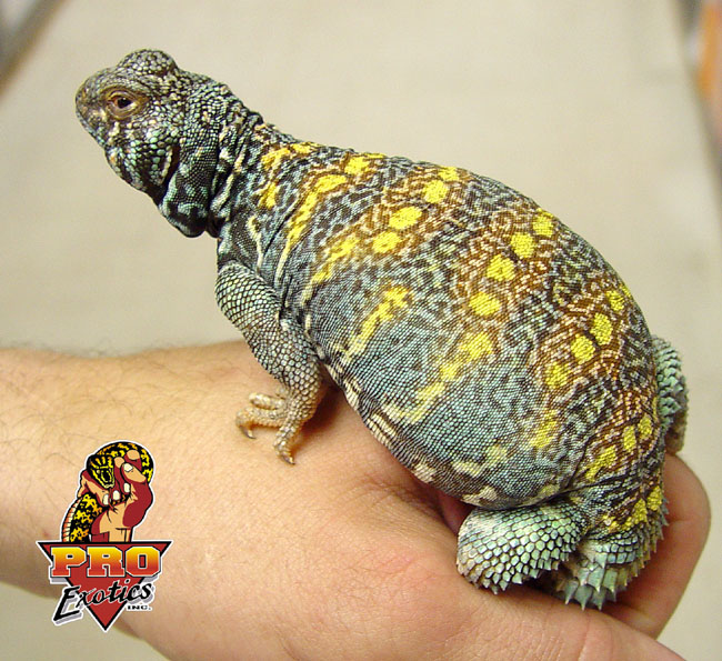 Ornate Uromastyx