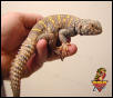 Ornate Uromastyx