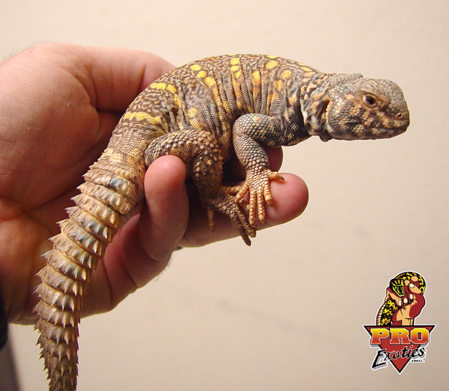 Ornate Uromastyx