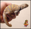 Ornate Uromastyx