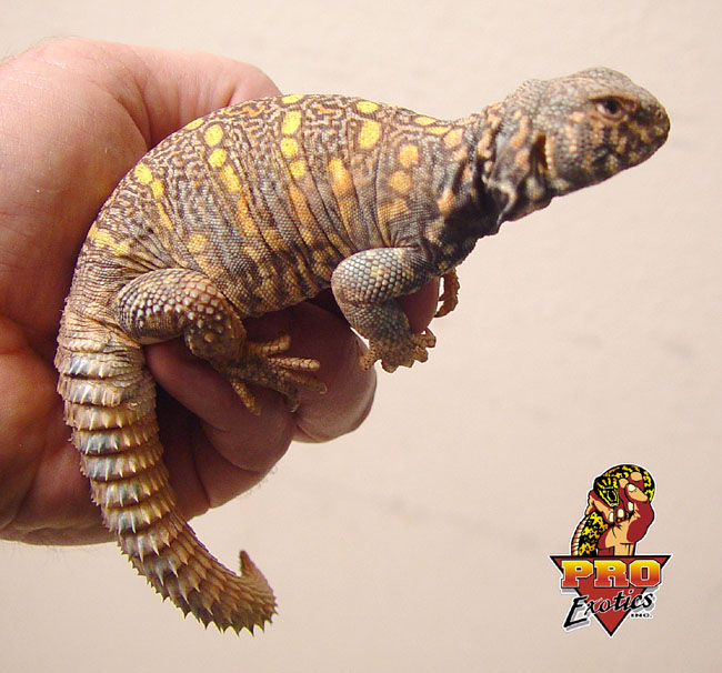 Ornate Uromastyx