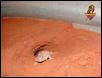 Ornate Uromastyx setup