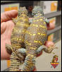 Ornate Uromastyx