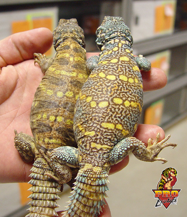 Ornate Uromastyx