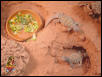 Ornate Uromastyx