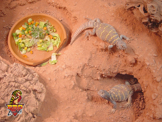Ornate Uromastyx
