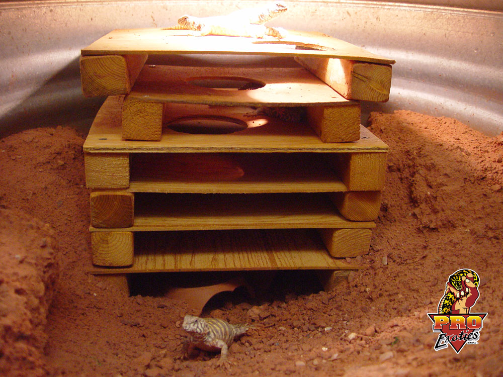 Ornate Uromastyx