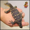 u.s.c.b. Water Monitor baby