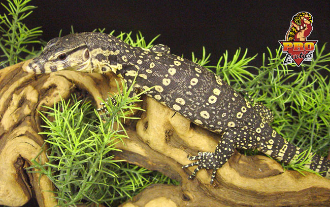 Water Monitor u.s.c.b. 02