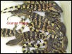 Albigularis monitor hatchlings