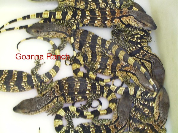 Albigularis monitor hatchlings