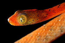 rat ratsnake