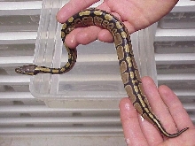 Ball Python hard yolk belly series