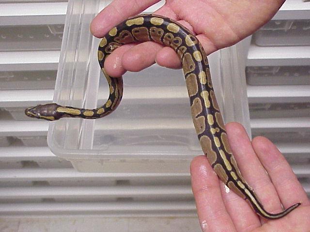 Ball Python hard yolk belly series