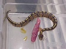 Ball Python hard yolk belly series