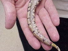 Ball Python hard yolk belly series