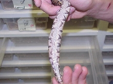 Ball Python hard yolk belly series