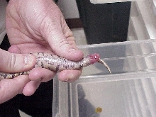 Ball Python hard yolk belly series