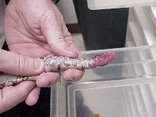 Ball Python hard yolk belly series
