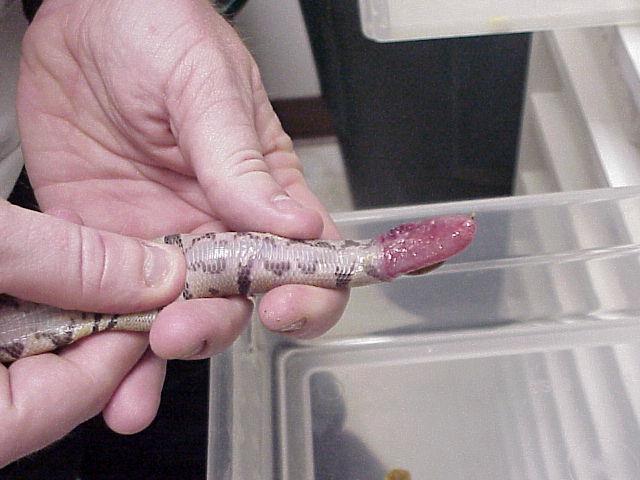 Ball Python hard yolk belly series