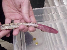Ball Python hard yolk belly series