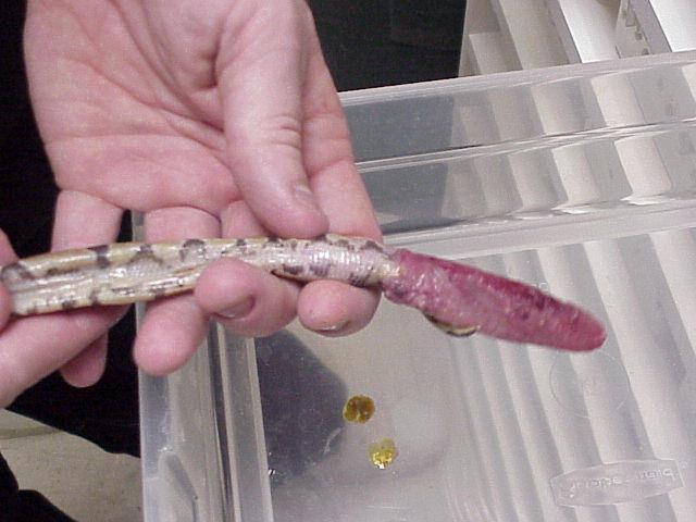 Ball Python hard yolk belly series