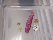 Ball Python hard yolk belly series